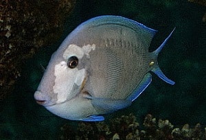 aquarium fish care