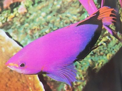 colorful saltwater fish