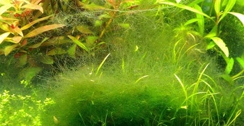 What is the best way to remove algae from a fish tank